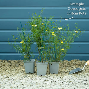 Coreopsis verticillata 'Moonbeam' Perennial Bedding