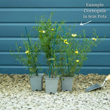 Coreopsis verticillata 'Moonbeam' Perennial Bedding