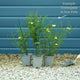 Coreopsis verticillata 'Moonbeam' Perennial Bedding
