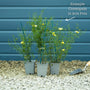 Coreopsis verticillata 'Moonbeam' Perennial Bedding