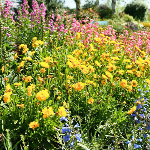 Coreopsis 'Early Sunrise' Perennial Bedding