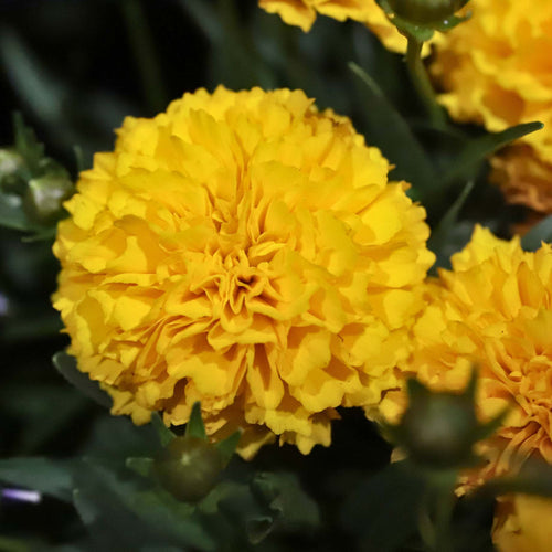 Coreopsis 'Golden Sphere' Perennial Bedding