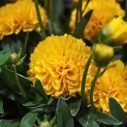 Coreopsis 'Golden Sphere' Perennial Bedding
