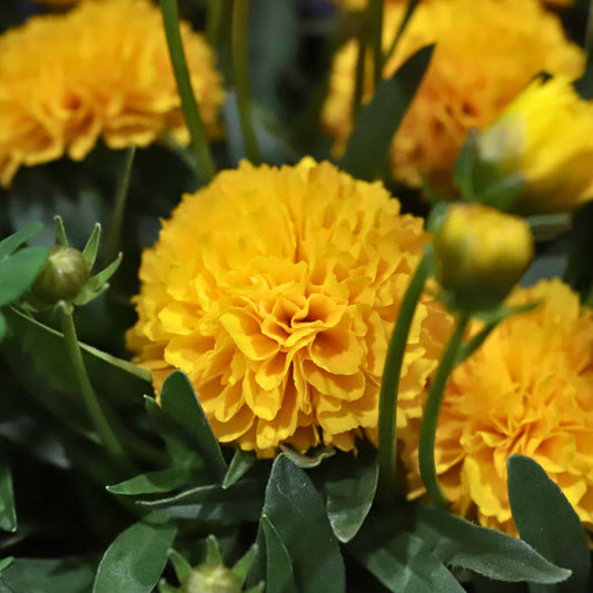 Coreopsis 'Golden Sphere' Perennial Bedding
