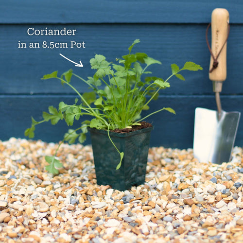 Coriander Plant Vegetables