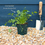 Coriander Plant Vegetables