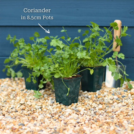 Coriander Plant Vegetables