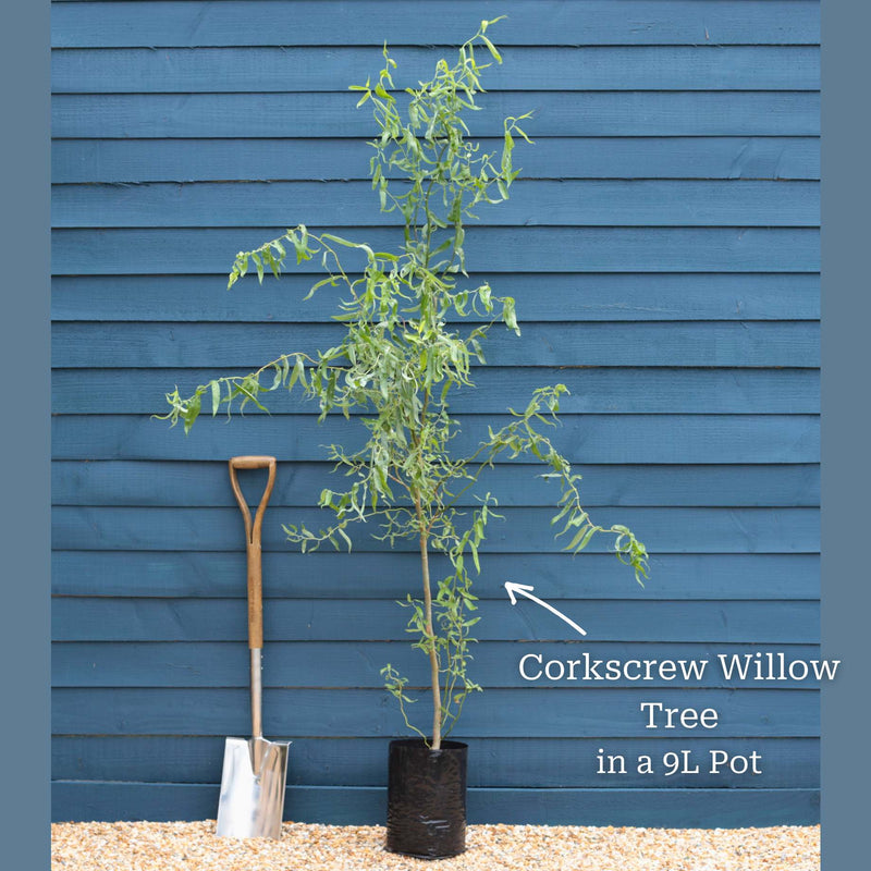 Corkscrew Willow | Salix matsudana 'Tortuosa' Ornamental Trees