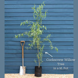 Corkscrew Willow | Salix matsudana 'Tortuosa' Ornamental Trees