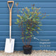 White Flowering Dogwood | Cornus chinensis 'Great Star' Ornamental Trees