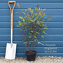 White Flowering Dogwood | Cornus chinensis 'Great Star' Ornamental Trees