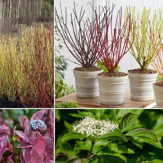 Cornus Hedge Collection | Winter Hedging Shrubs