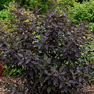 Cornus alba 'Nightfall'® Shrubs