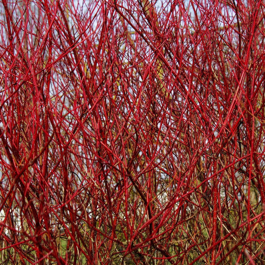 Siberian Dogwood | Cornus alba 'Sibirica' Shrubs