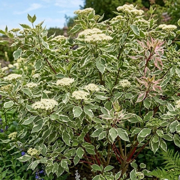 Variegated Siberian Dogwood | Cornus alba 'Sibirica Variegata' Shrubs