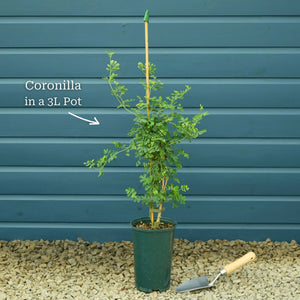 Coronilla glauca 'Citrina' Climbing Plants