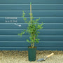 Coronilla glauca 'Citrina' Climbing Plants