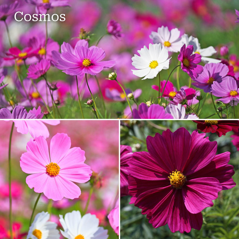 Ultimate Vegetable Companion Plant Collection | Cosmos, Marigold & Zinnia Annual Bedding