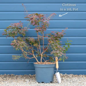 Cotinus coggygria 'Young Lady' | Smoke Tree Shrubs