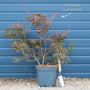 Cotinus coggygria 'Young Lady' | Smoke Tree Shrubs