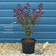 Smoke Bush | Cotinus coggygria 'Royal Purple' Shrubs