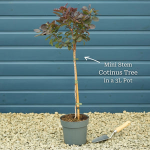 Smoke Tree | Cotinus coggygria 'Royal Purple' Shrubs