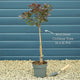 Smoke Tree | Cotinus coggygria 'Royal Purple' Shrubs