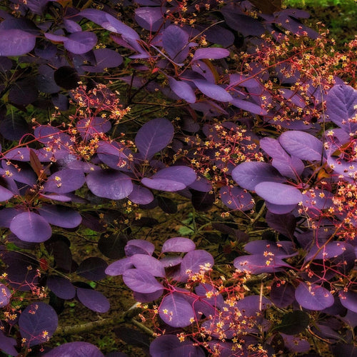 Smoke Tree | Cotinus coggygria 'Royal Purple' Shrubs