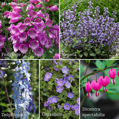 Cottage Garden Plants | Cotswolds Country Classics Perennial Bedding