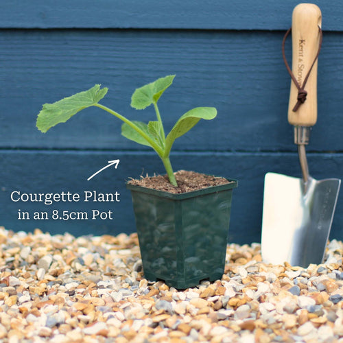 Gourmet Courgette Collection Vegetables