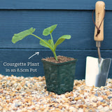 Gourmet Courgette Collection Vegetables