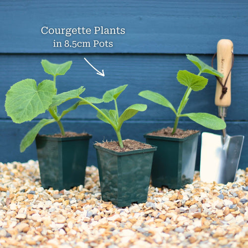 'Summer Ball' Courgette Plants Vegetables