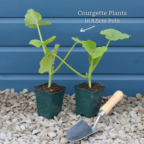 Gourmet Courgette Collection Vegetables