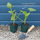 Gourmet Courgette Collection Vegetables