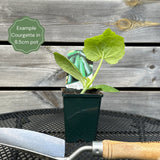 'Summer Ball' Courgette Plants Vegetables