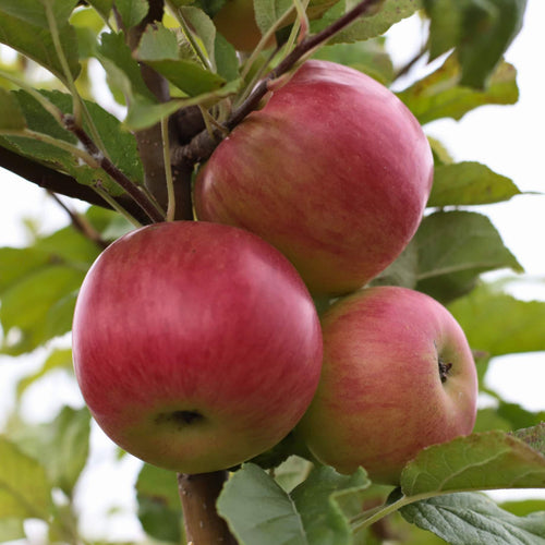 'Cox's Orange Pippin' Apple Tree Fruit Trees