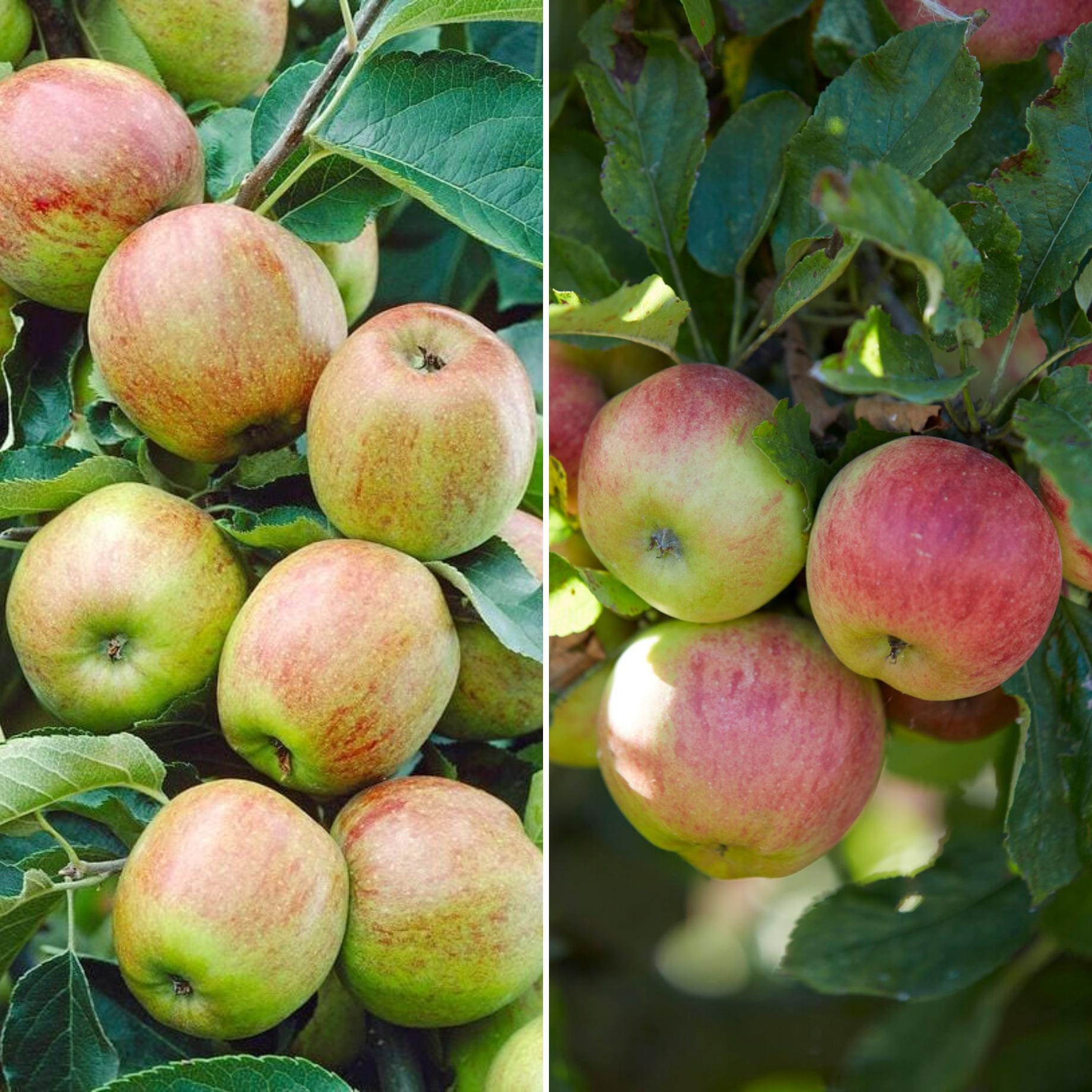 Duo Apple Tree | &amp;#39;Cox&amp;#39;s Orange Pippin&amp;#39; &amp; &amp;#39;Elstar&amp;#39; – Roots Plants