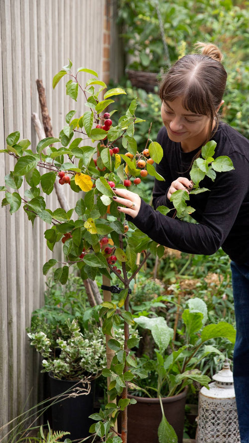 Chloe unboxes an 'Evereste' crabapple tree