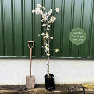 'Jelly King' Crabapple Tree Ornamental Trees