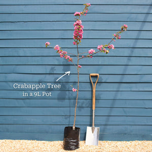 Japanese Crabapple Tree | Malus floribunda Ornamental Trees