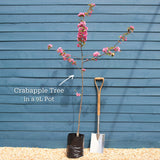 Japanese Crabapple Tree | Malus floribunda Ornamental Trees