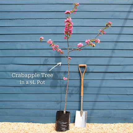 Japanese Crabapple Tree | Malus floribunda Ornamental Trees