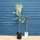 'Evereste' Crabapple Tree Ornamental Trees