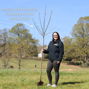 'Evereste' Crabapple Tree Ornamental Trees