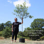 'Evereste' Crabapple Tree Ornamental Trees