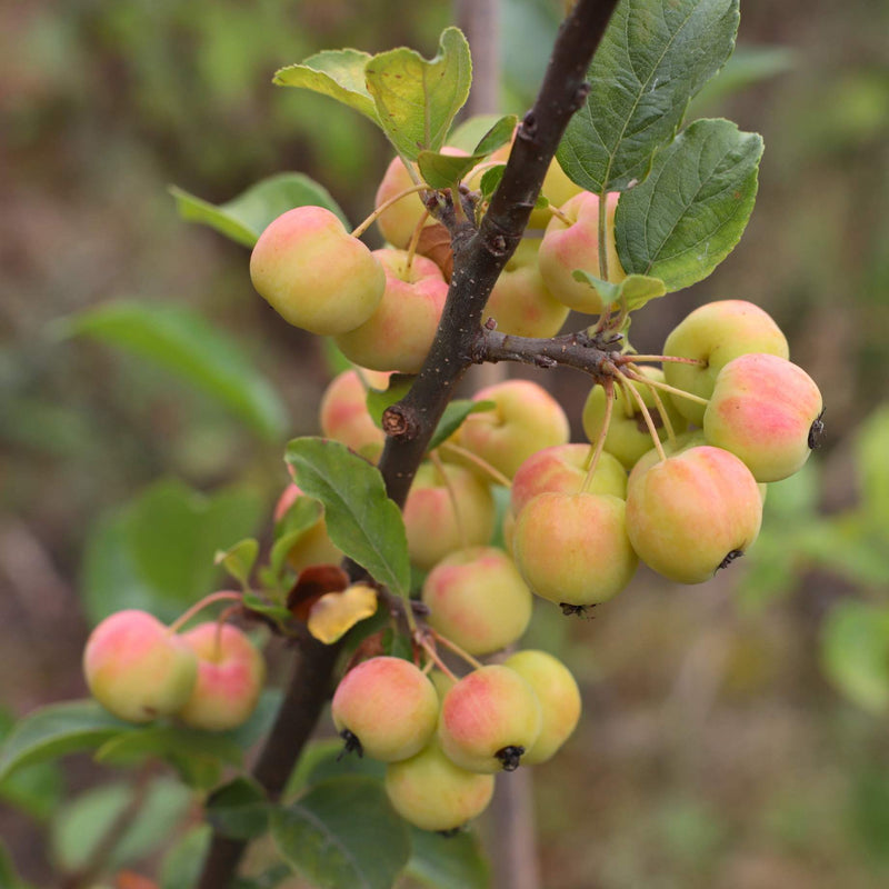 'Red Sentinel' Crabapple Tree Ornamental Trees