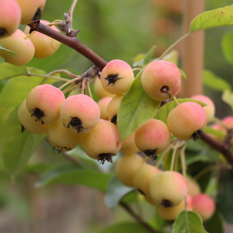 'Red Sentinel' Crabapple Tree Ornamental Trees