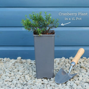 Cranberry Plant Soft Fruit