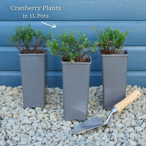 Cranberry Plant Soft Fruit