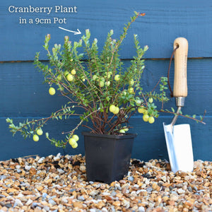Cranberry Plant Soft Fruit
